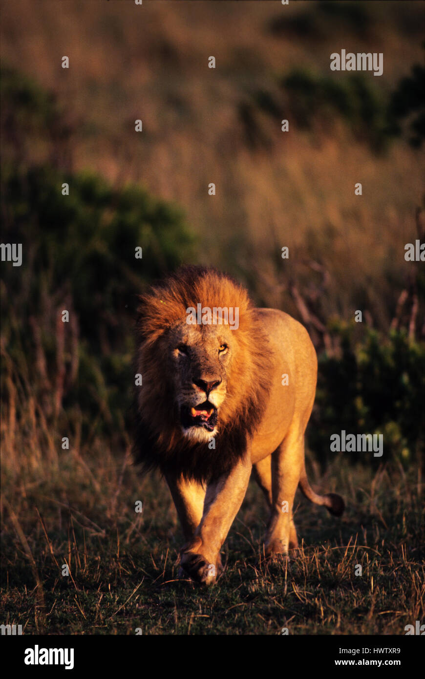 Lion masculin (Panthera leo) sur la promenade, Masai Mara Game Reserve, Kenya Banque D'Images