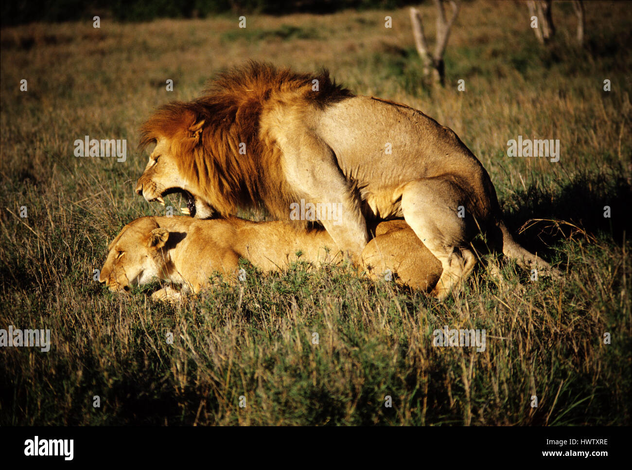 Association des Lions (Panthera leo), réserve de gibier de Masai Mara, Kenya Banque D'Images