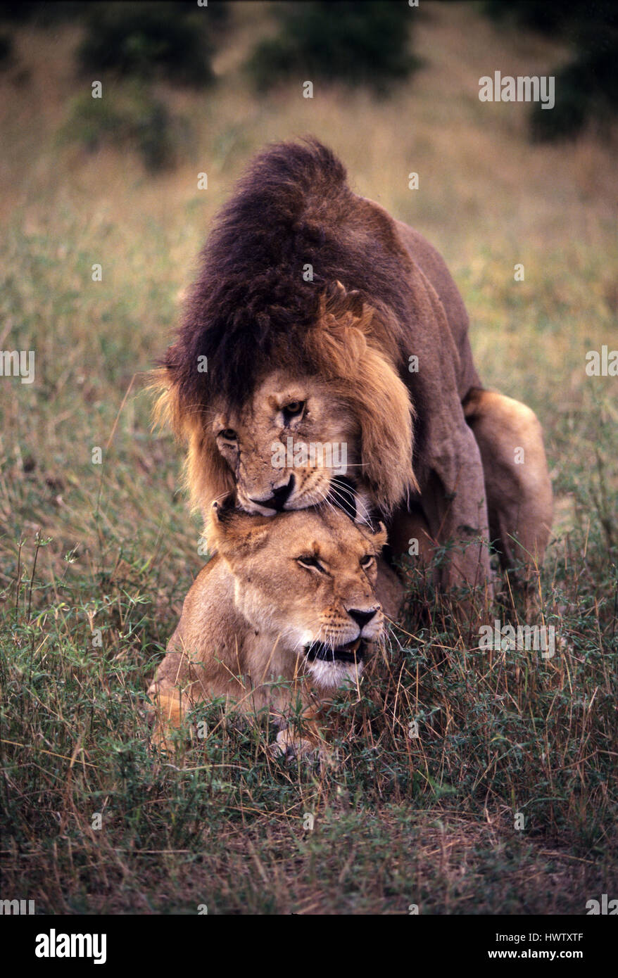 Association des Lions (Panthera leo), réserve de gibier de Masai Mara, Kenya Banque D'Images