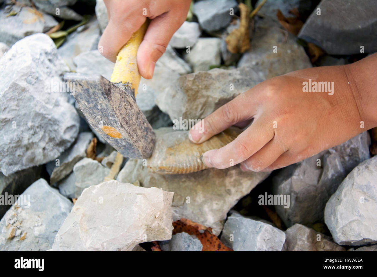 Main d'un enfant de creuser dehors une ammonite dans une carrière Banque D'Images