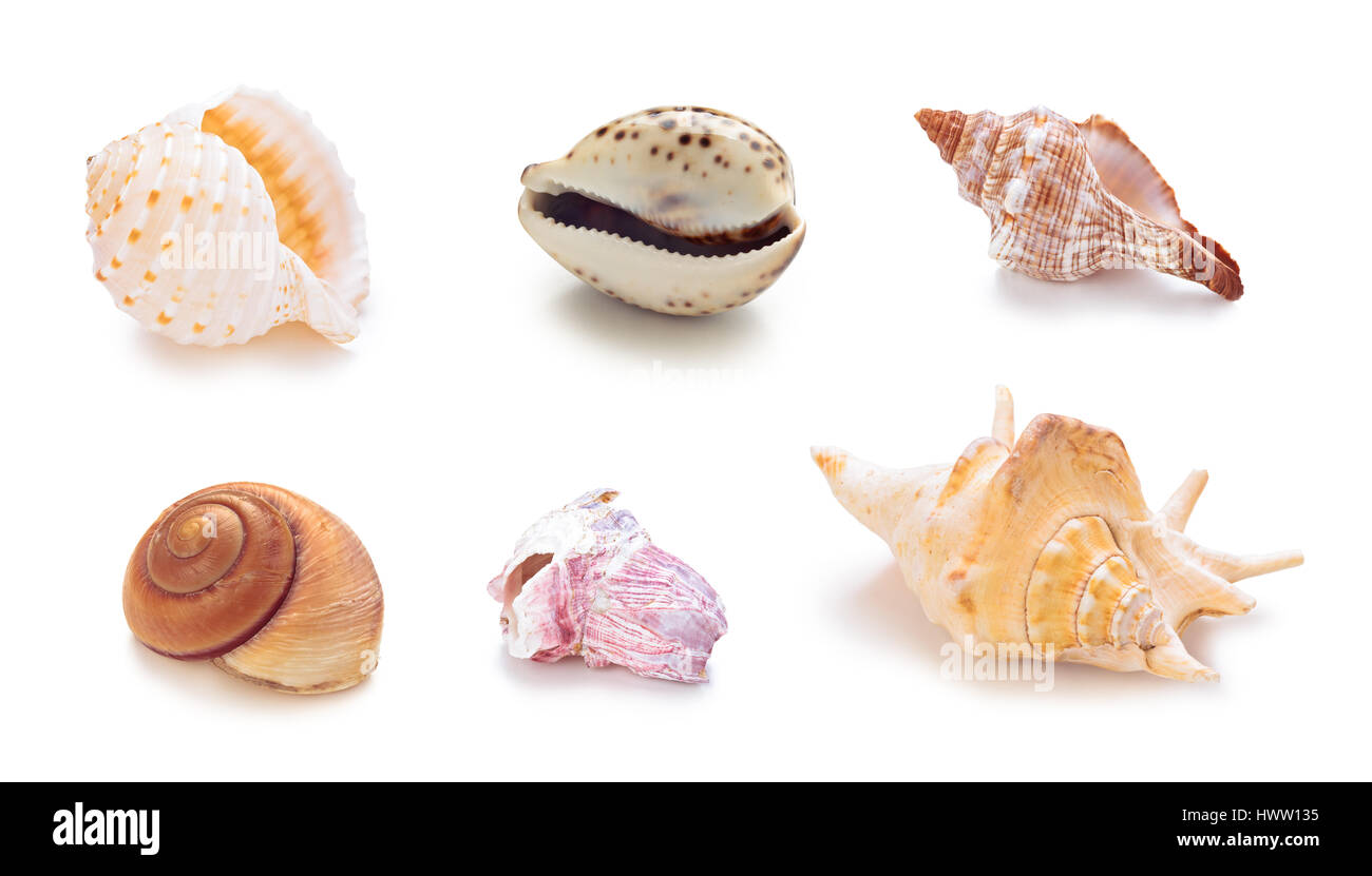 Collection de coquillages de mer dans une rangée. Isolé sur fond blanc. Banque D'Images