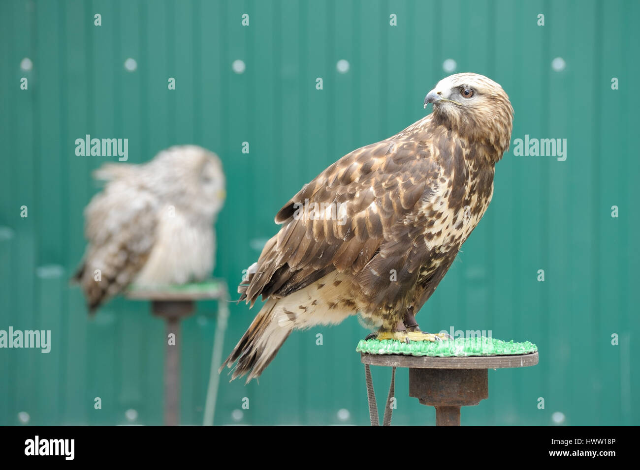 L'aigle royal (Aquila chrysaetos) avec owl on background Banque D'Images