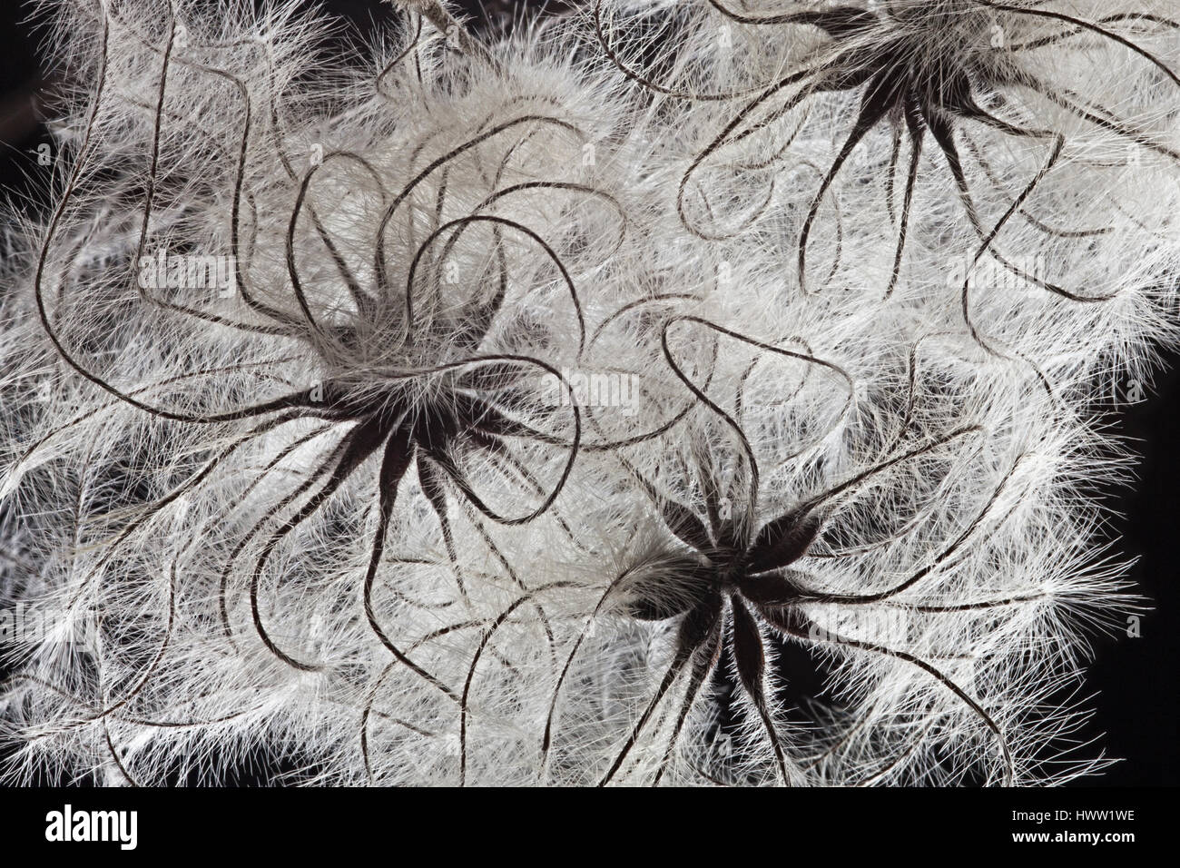Old Man's Beard - close up la dispersion de détail Banque D'Images