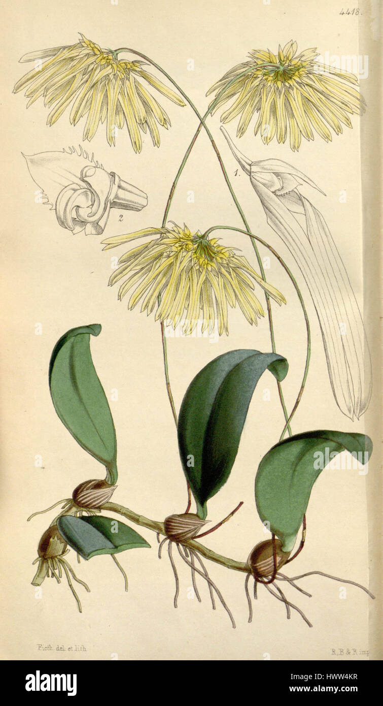 Bulbophyllum othonis (comme Cirrhopetalum nutans) Curtis' 75 (Ser. N° 3 5) pl. 4418 (1849) Banque D'Images