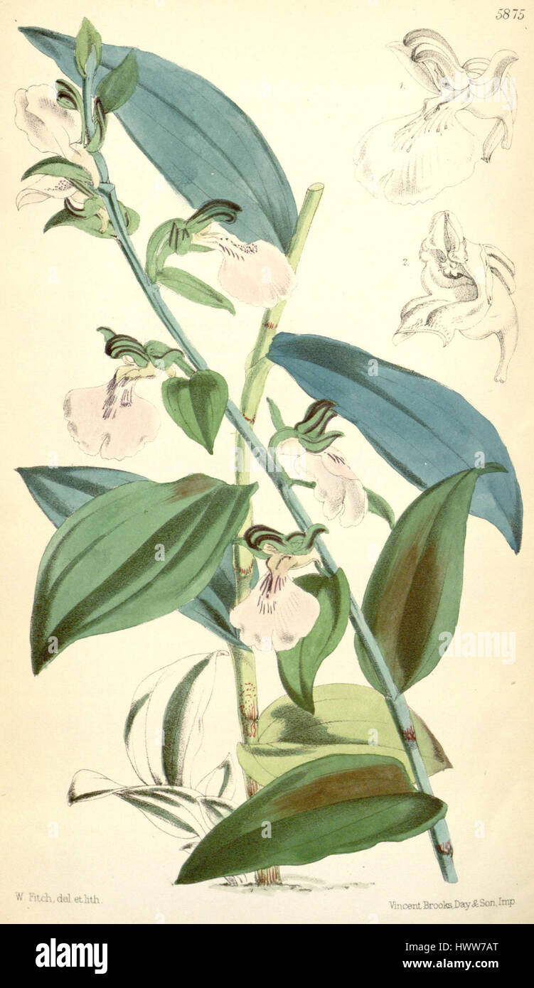 Cette illustration du Curtis’s Botanical Magazine, datant de 1870, représente Brachycorythis macrantha, une espèce d’orchidée connue pour ses fleurs distinctives. La plante a été classée à l'origine comme Eulophia helleborina. Banque D'Images