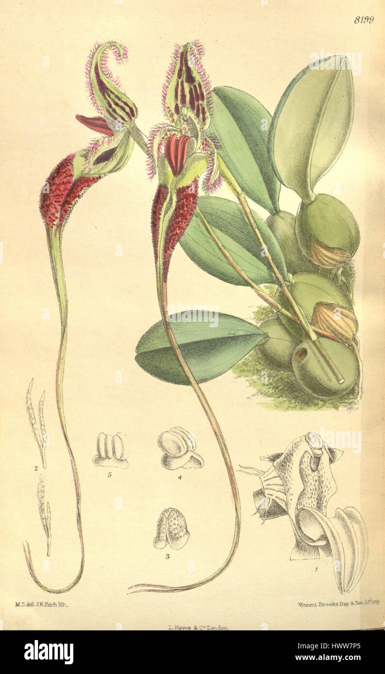 Bulbophyllum Fascinator est une espèce d'orchidée présentée dans le magazine Botanical de Curtis (1908). La plante est connue pour sa structure unique et fait partie d'une collection mettant en valeur les orchidées exotiques dans les études botaniques. Banque D'Images