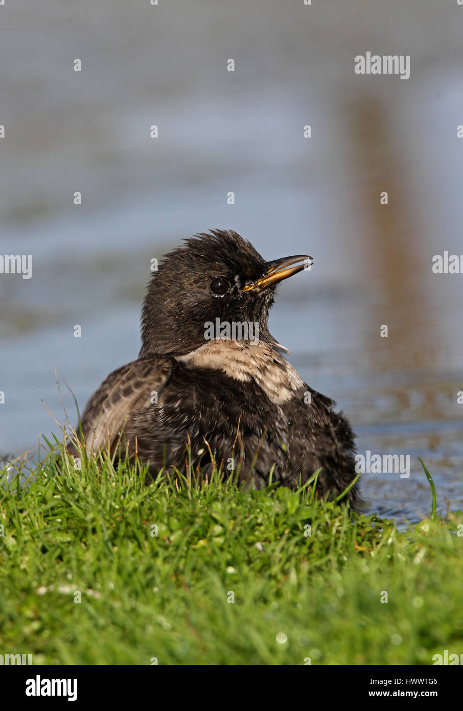 Ring Ouzel (Turdus torquatus) baignade mâles immatures Eccles-sur-Mer, octobre Norfolk Banque D'Images