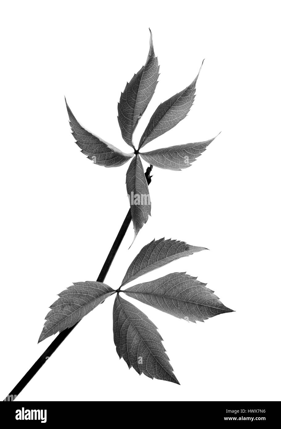 Le noir et blanc brindille de feuilles de raisin (Parthenocissus quinquefolia feuillage). Isolé sur fond blanc. Banque D'Images