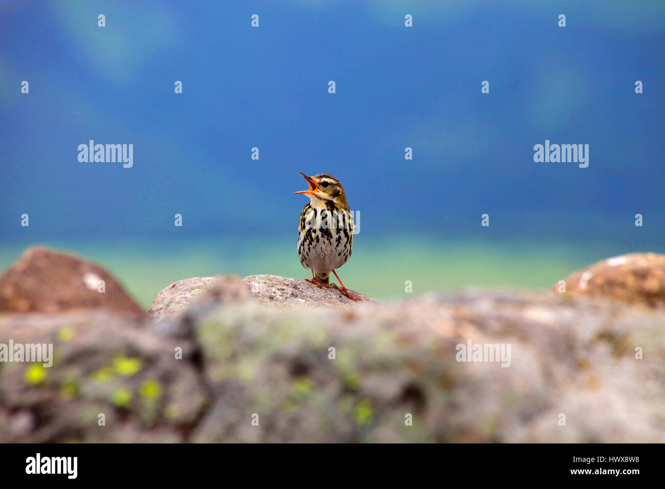 Olive-Backed Sprague au Mont Kurumayama Nagano Japon Banque D'Images