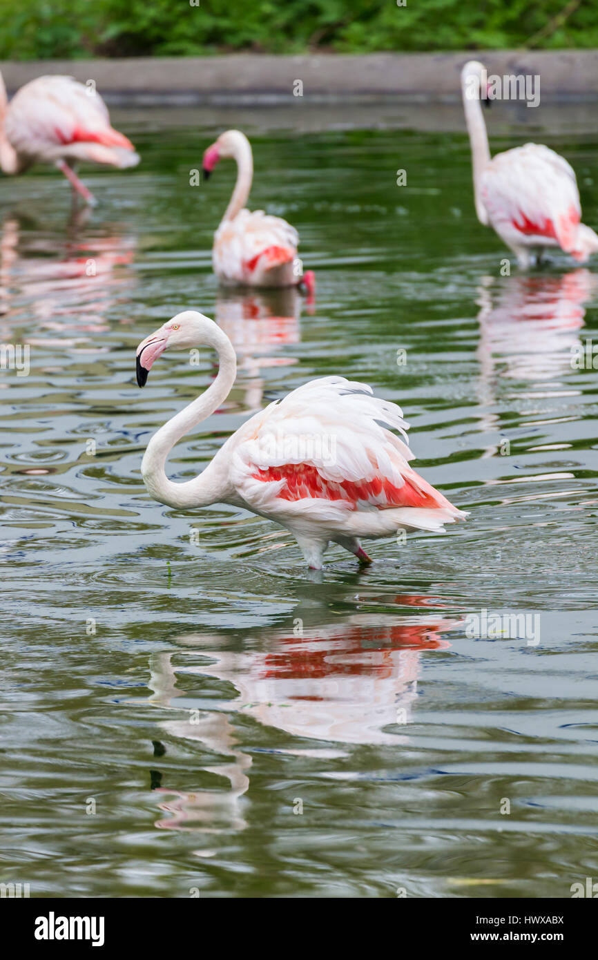 Flamants Roses au zoo dans la nature Banque D'Images