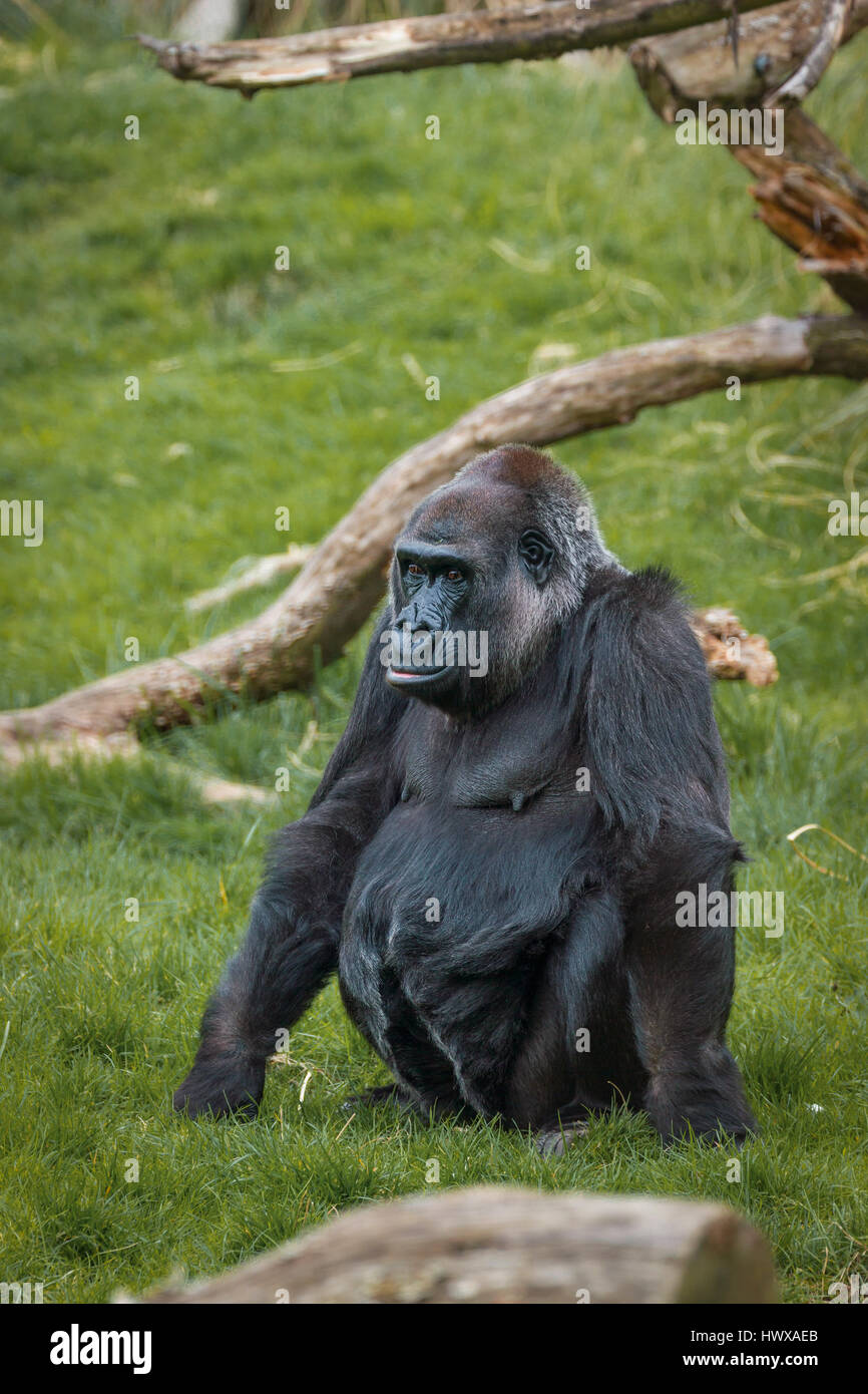 Gorille énorme au zoo Banque D'Images