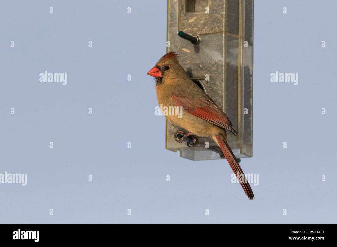Cardinal rouge en hiver Banque D'Images
