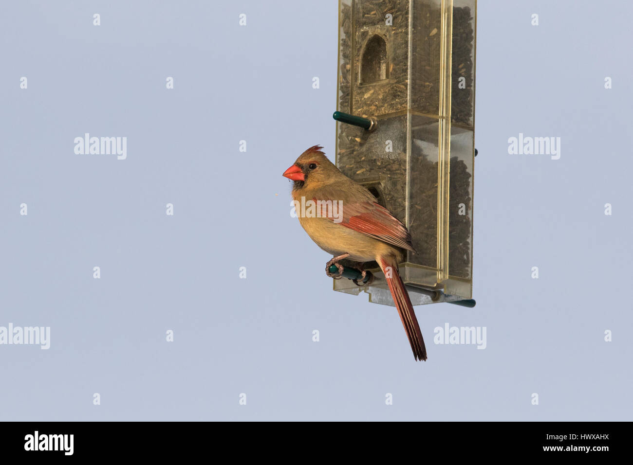 Cardinal rouge en hiver Banque D'Images