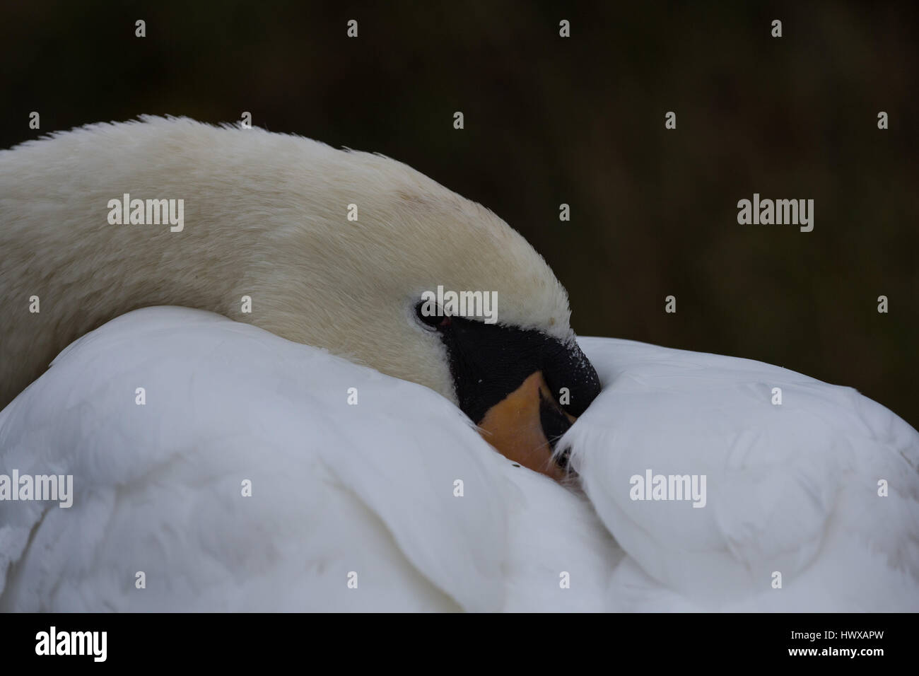 Cygne muet au repos. Banque D'Images