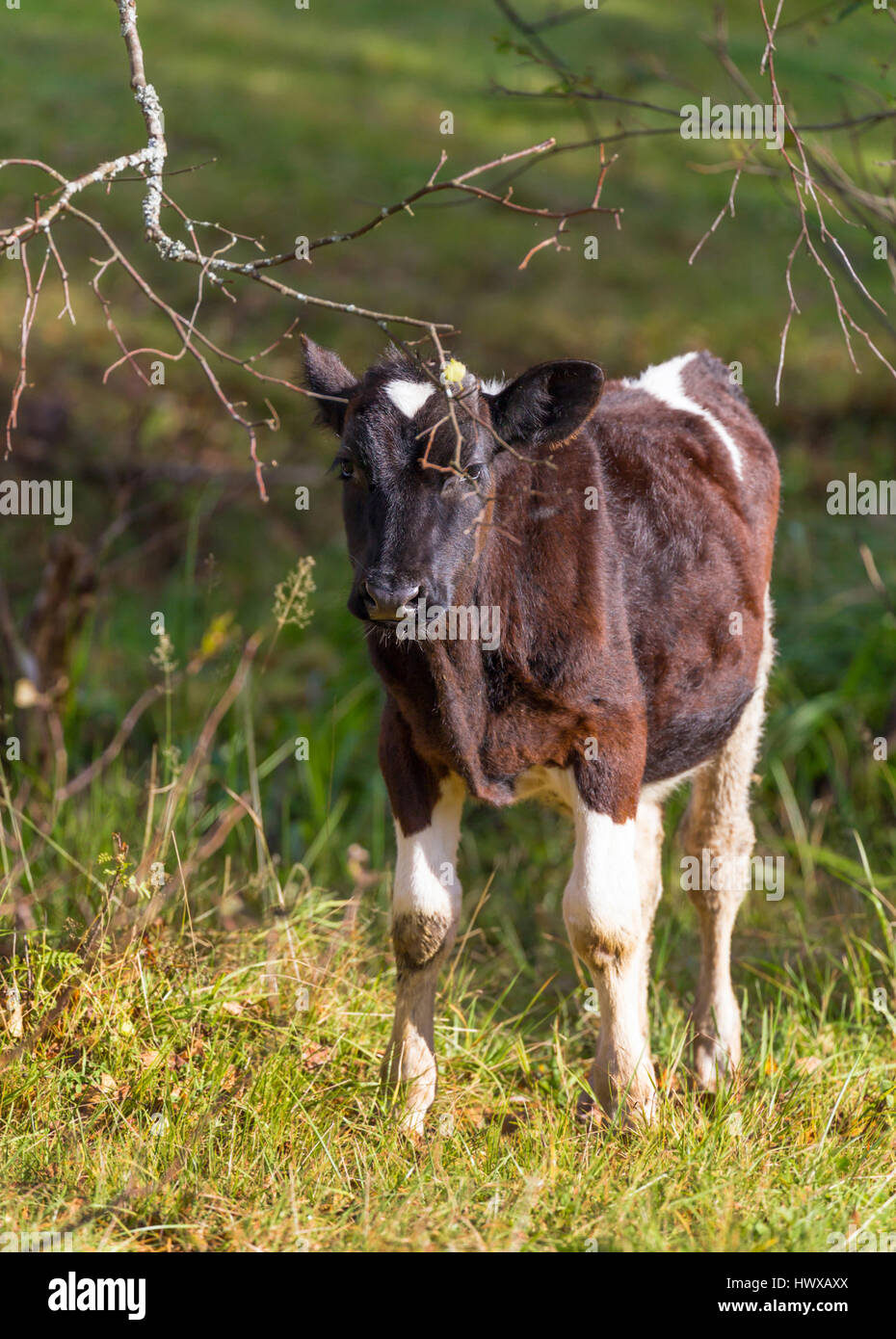 Animaux vache meadow farm naturel des aliments en été Banque D'Images