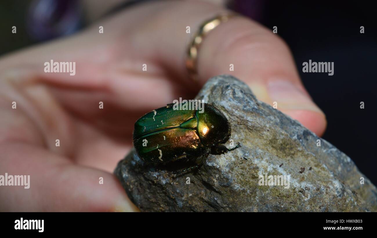 Chrysolina graminis: Un phootage d'un coléoptère tansy sur le rocher tenu à la main Banque D'Images