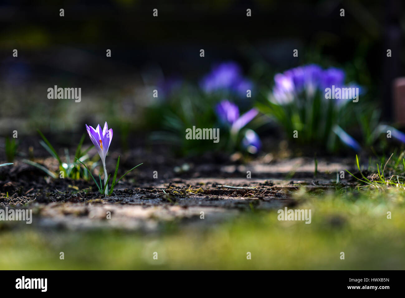 Crocus spring time in garden Banque D'Images