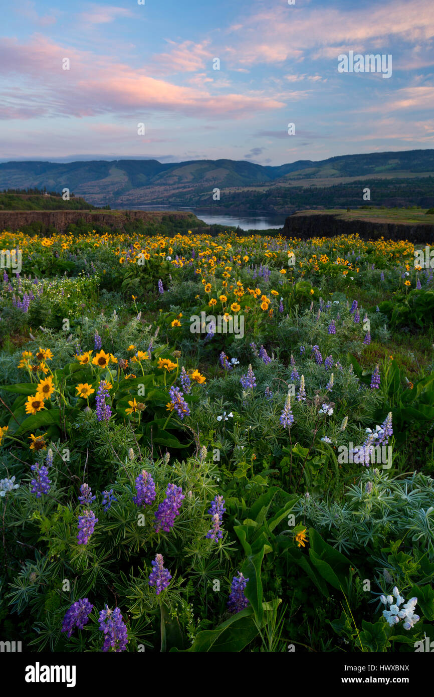 Deltoïdes (Balsamorhiza deltoidea) et lupin en fleurs sur le plateau de Rowena, à l'Oregon, aux Etats-Unis au printemps. Banque D'Images