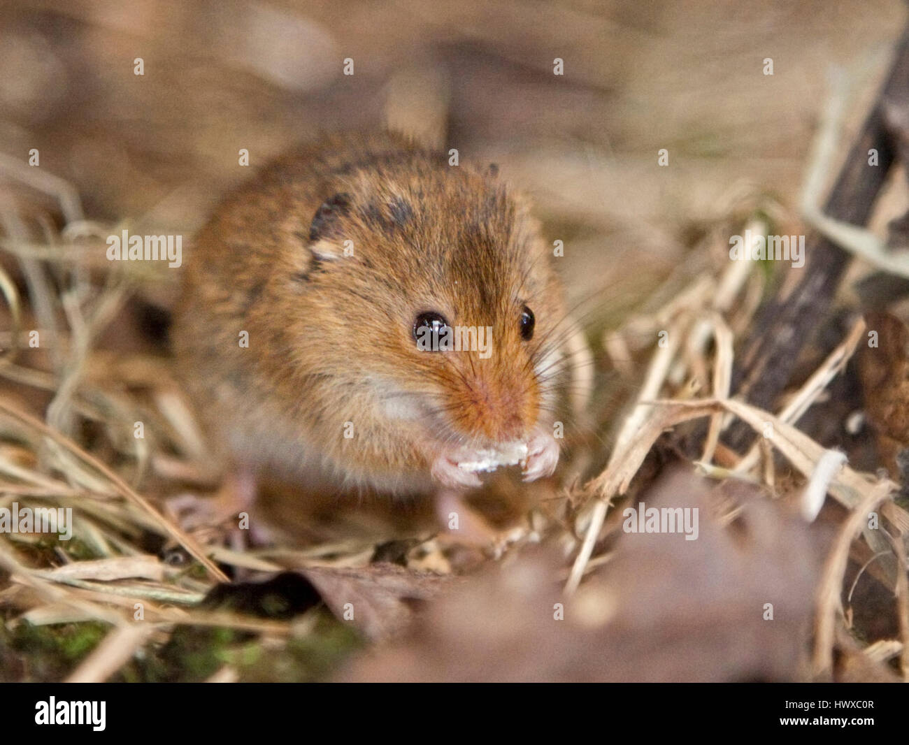 Micromys minutus Souris (alimentation) Banque D'Images