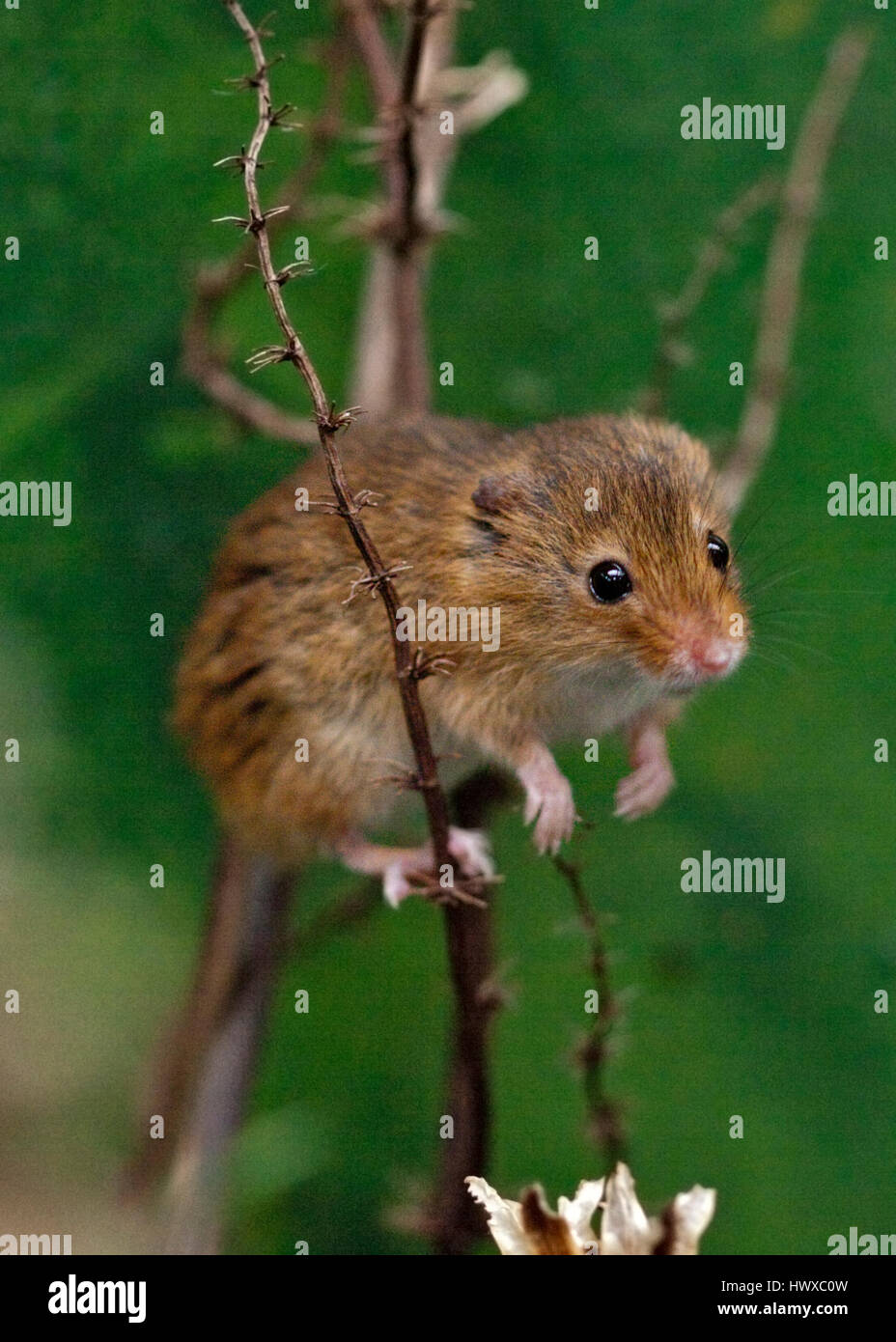 Micromys minutus (souris) Banque D'Images