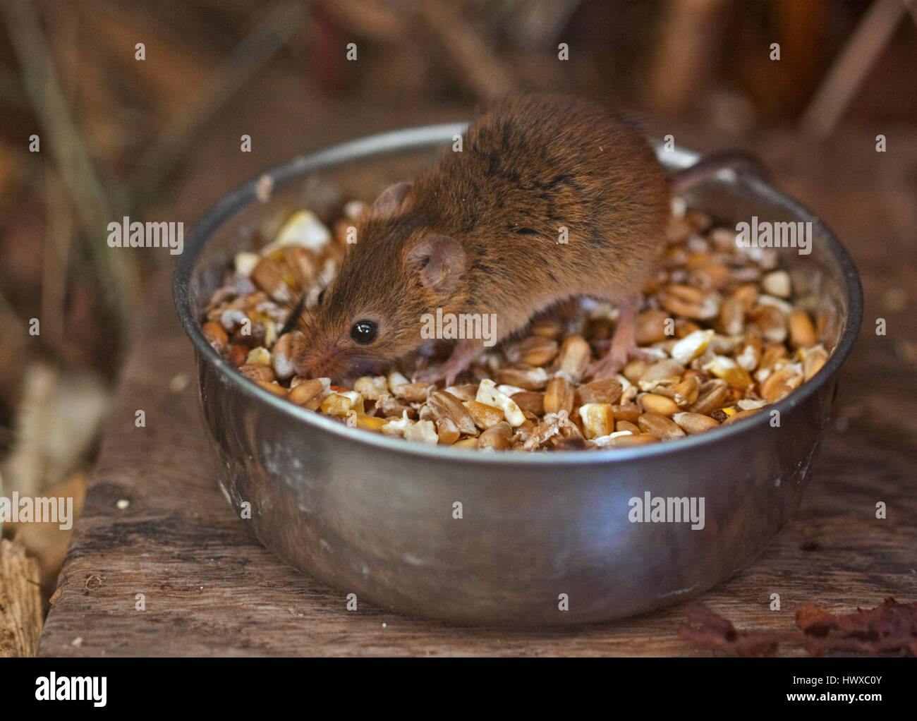Micromys minutus Souris (alimentation) Banque D'Images