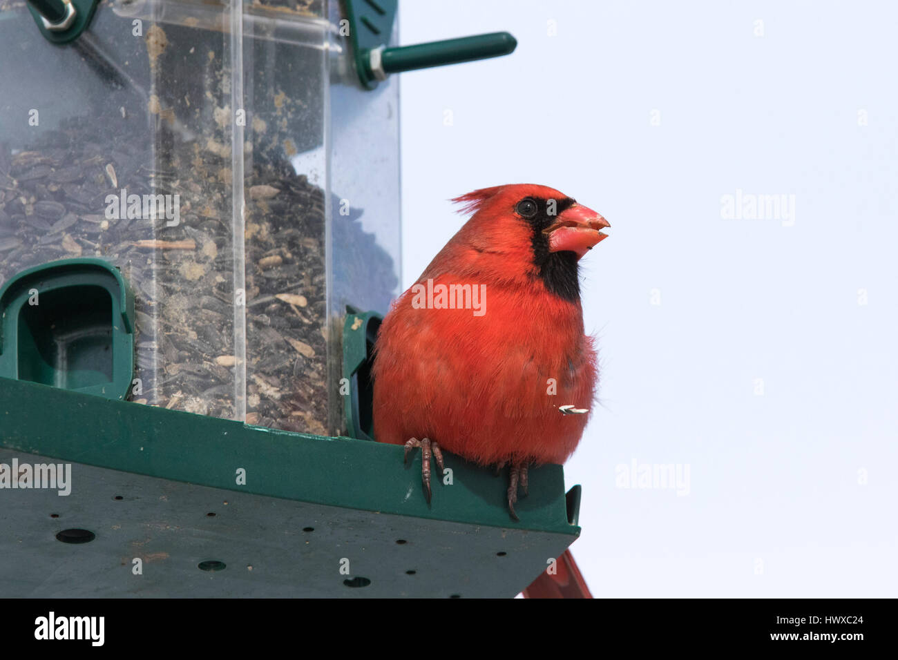 Cardinal rouge en hiver Banque D'Images