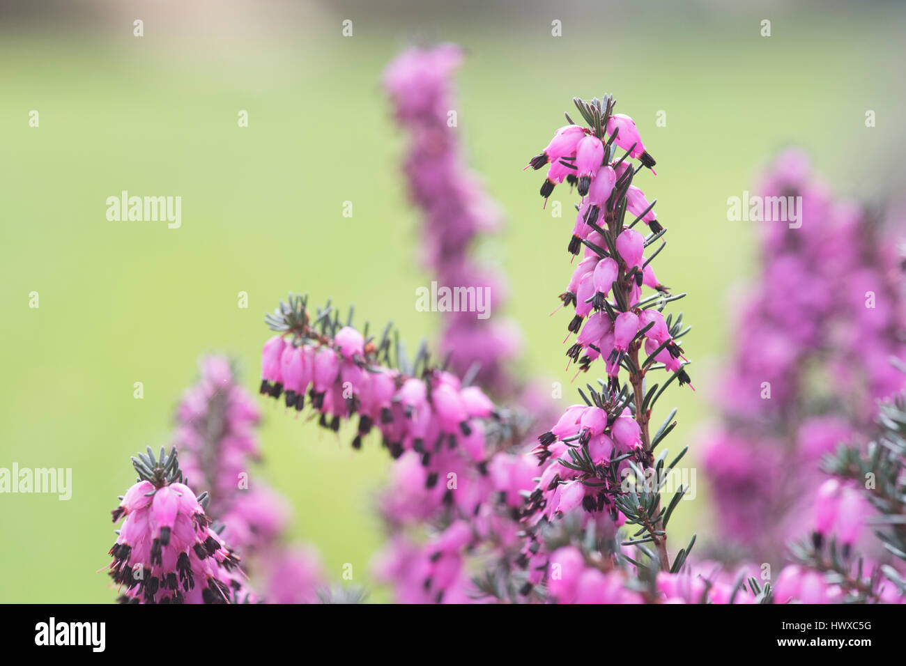 Erica x darleyensis 'Lena'. Heather 'Lena'. Bell flower Heather Banque D'Images