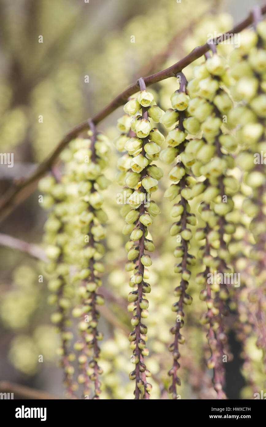 Stachyurus chinensis. Stachyurus chinois au début du printemps. UK Banque D'Images