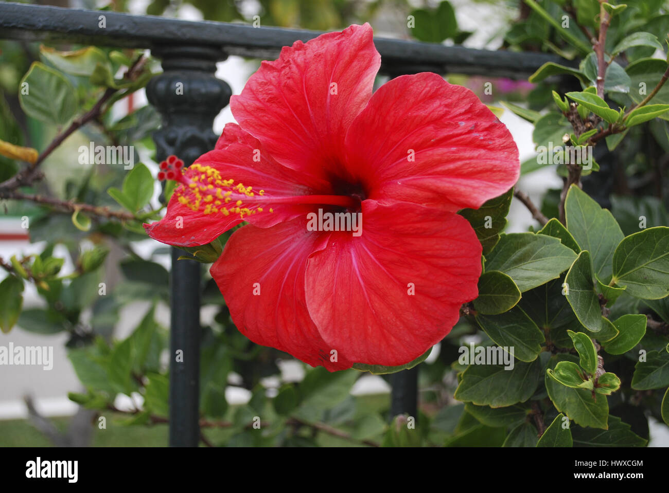 Big Red Hibiscus flower black metal croissance près de clôture. Banque D'Images