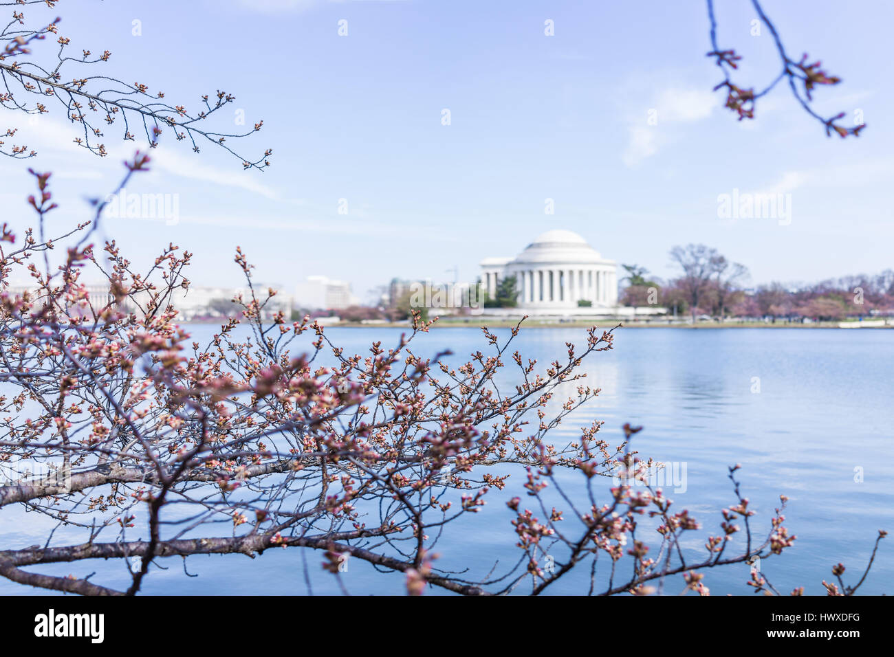 Direction générale de la fleur de cerisier endommagé à Washington DC avec Tidal Basin et Thomas Jefferson Memorial Banque D'Images