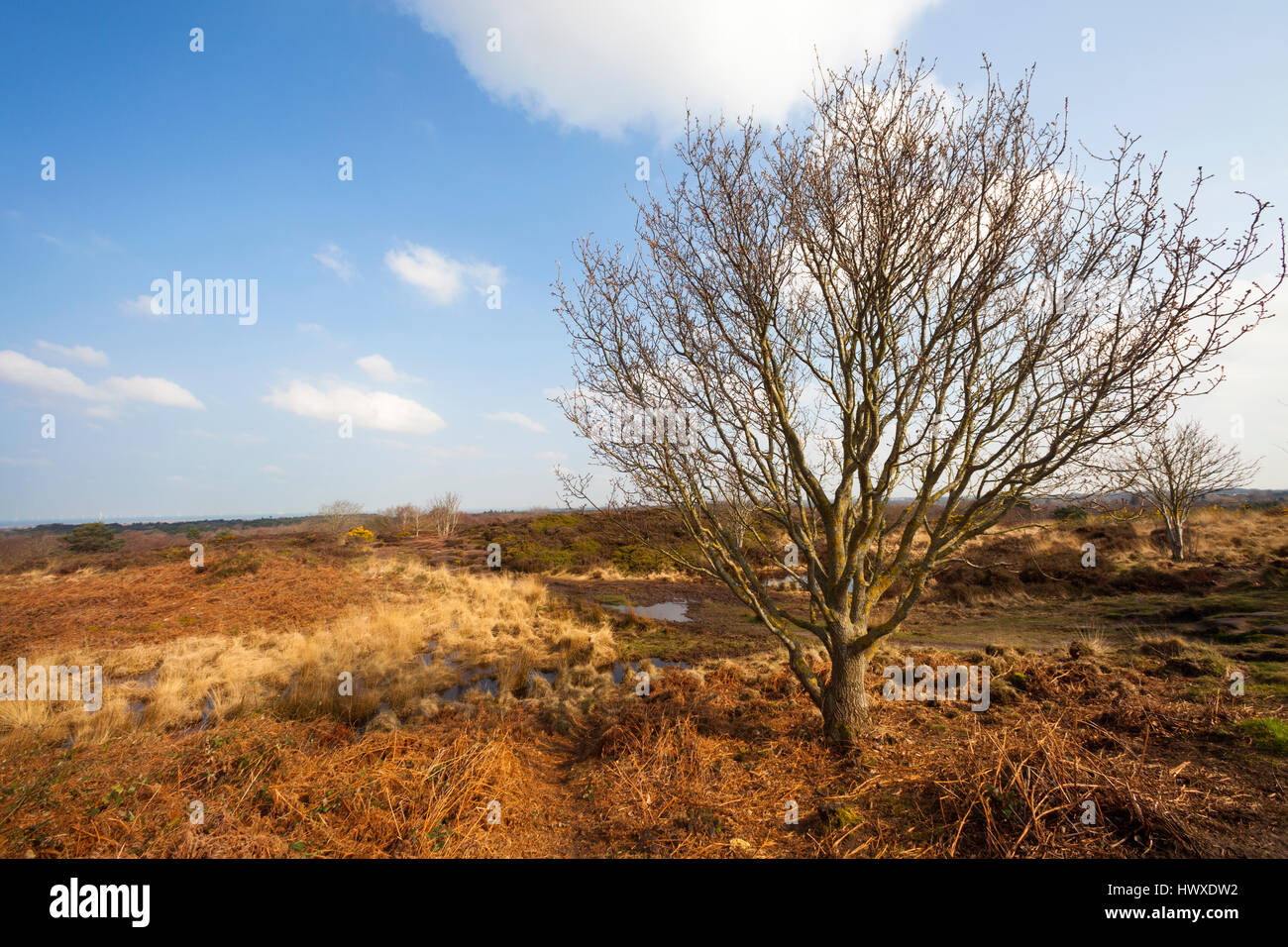 Thurstaston hill, Wirral, SE, UK Banque D'Images