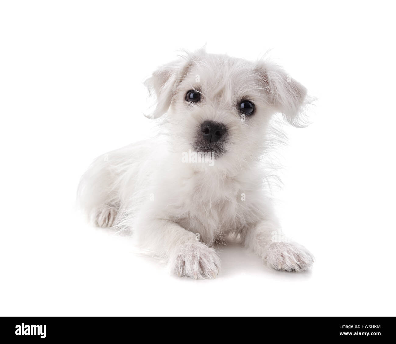 Maltese Westie ou West Highland Terrier puppy isolé sur fond blanc Banque D'Images
