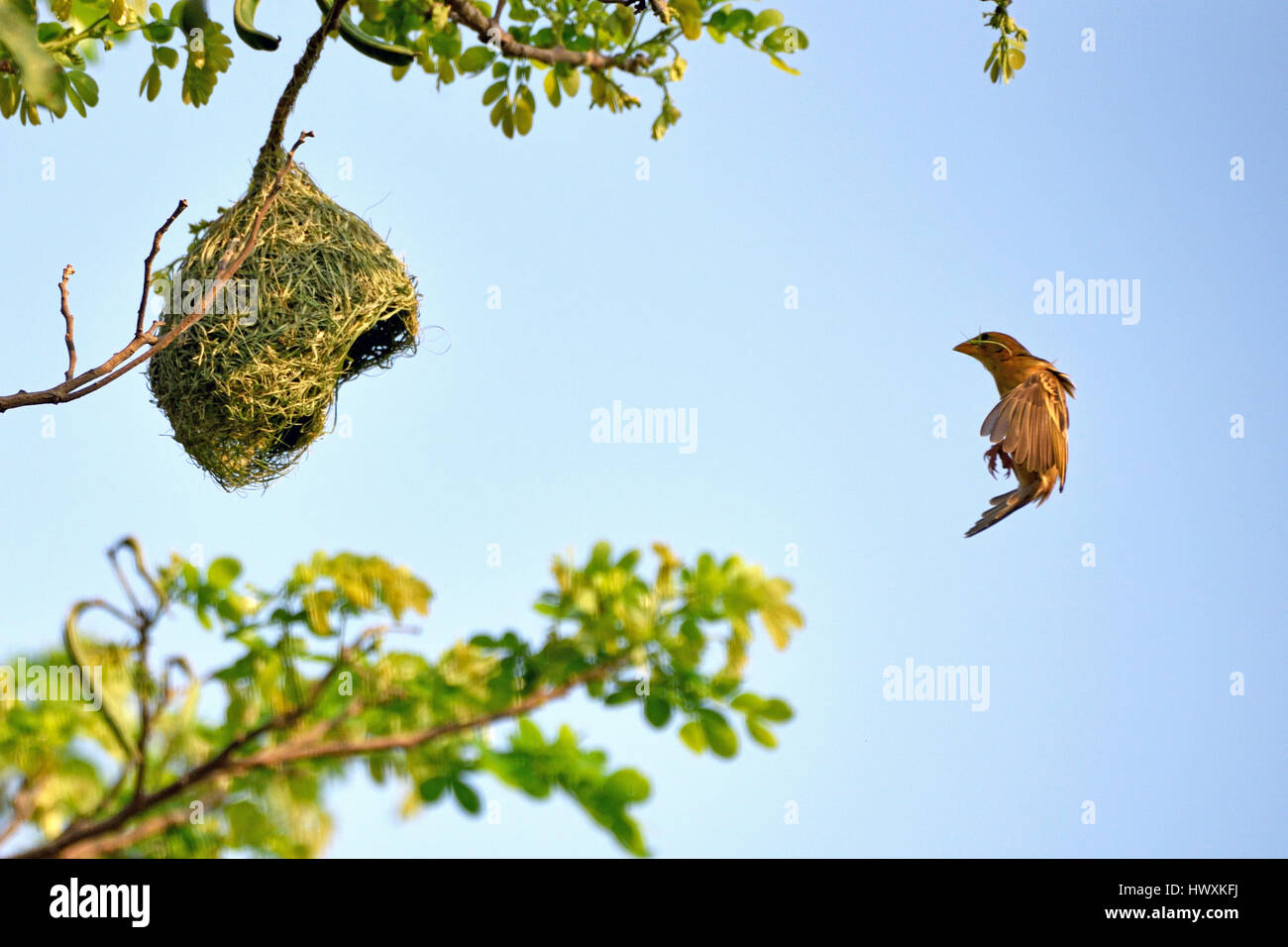 Une femelle Baya Weaver (Ploceus philippinus) volant à son nid dans un grand arbre en Thailande Banque D'Images