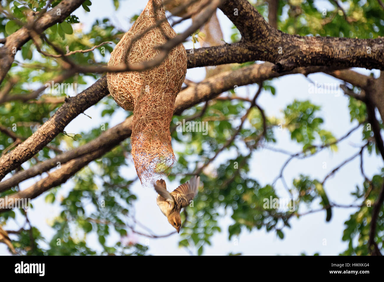 Une femelle Baya Weaver (Ploceus philippinus) laissant le nid dans un grand arbre en Thailande Banque D'Images