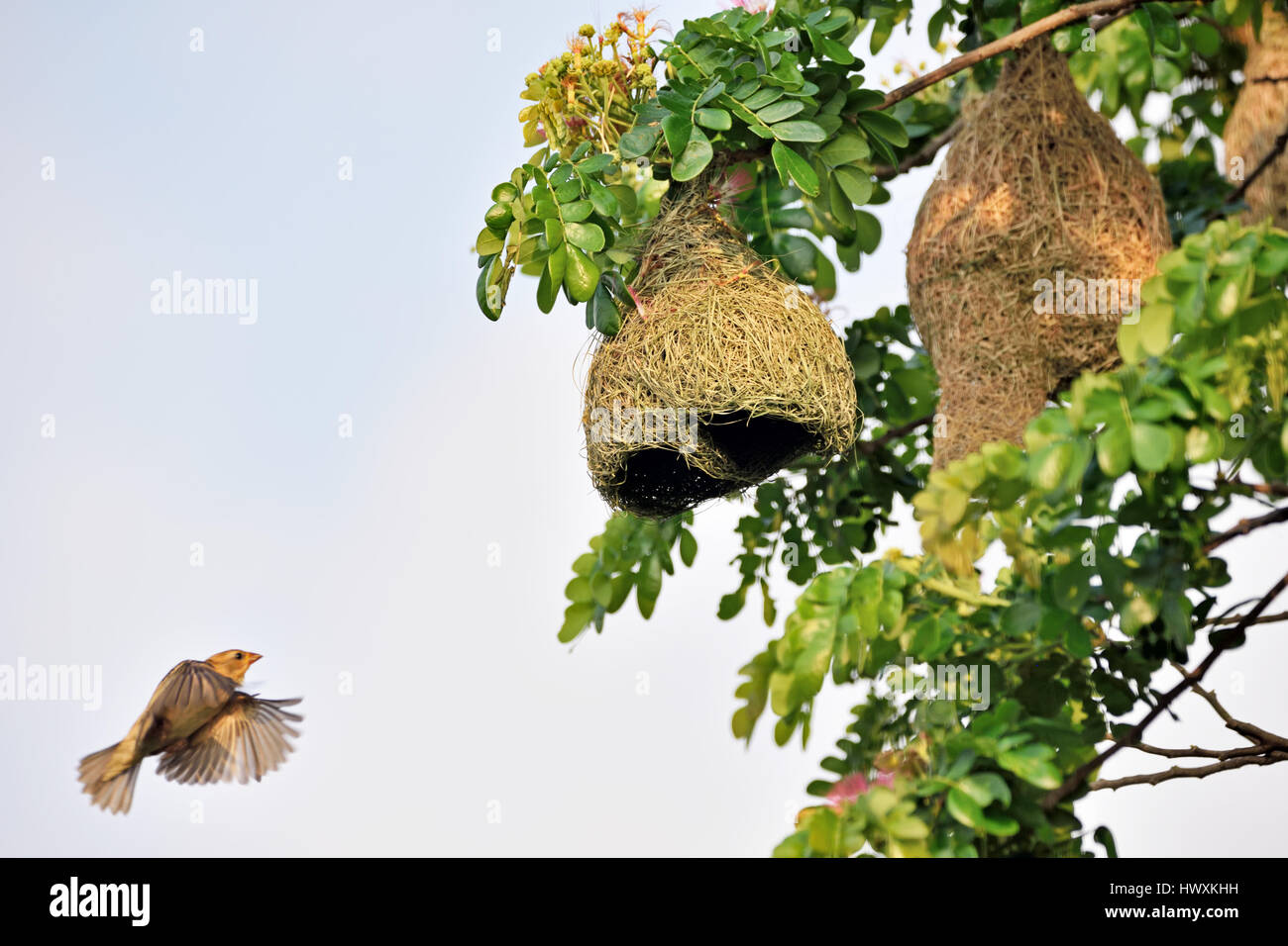 Une femelle Baya Weaver (Ploceus philippinus) volant à son nid dans un grand arbre en Thailande Banque D'Images