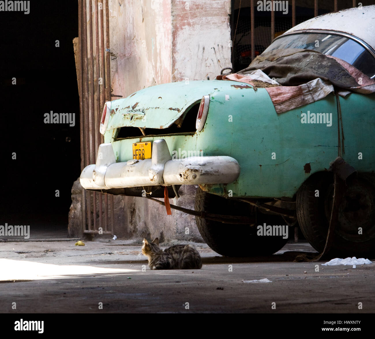 Un chat de rue est de jeter à côté d'une vieille voiture à Cuba. Banque D'Images