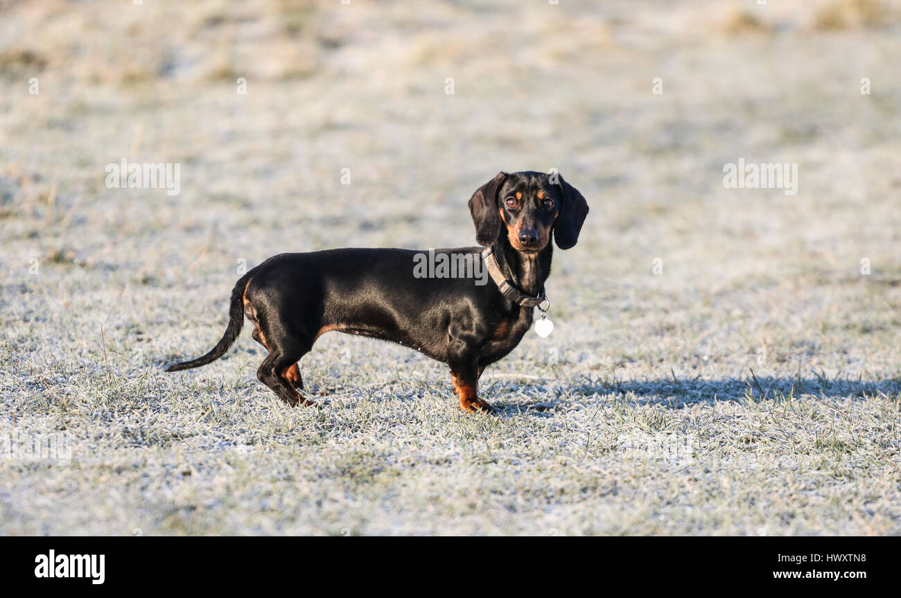 Teckel miniature sur un matin glacial de marche Banque D'Images