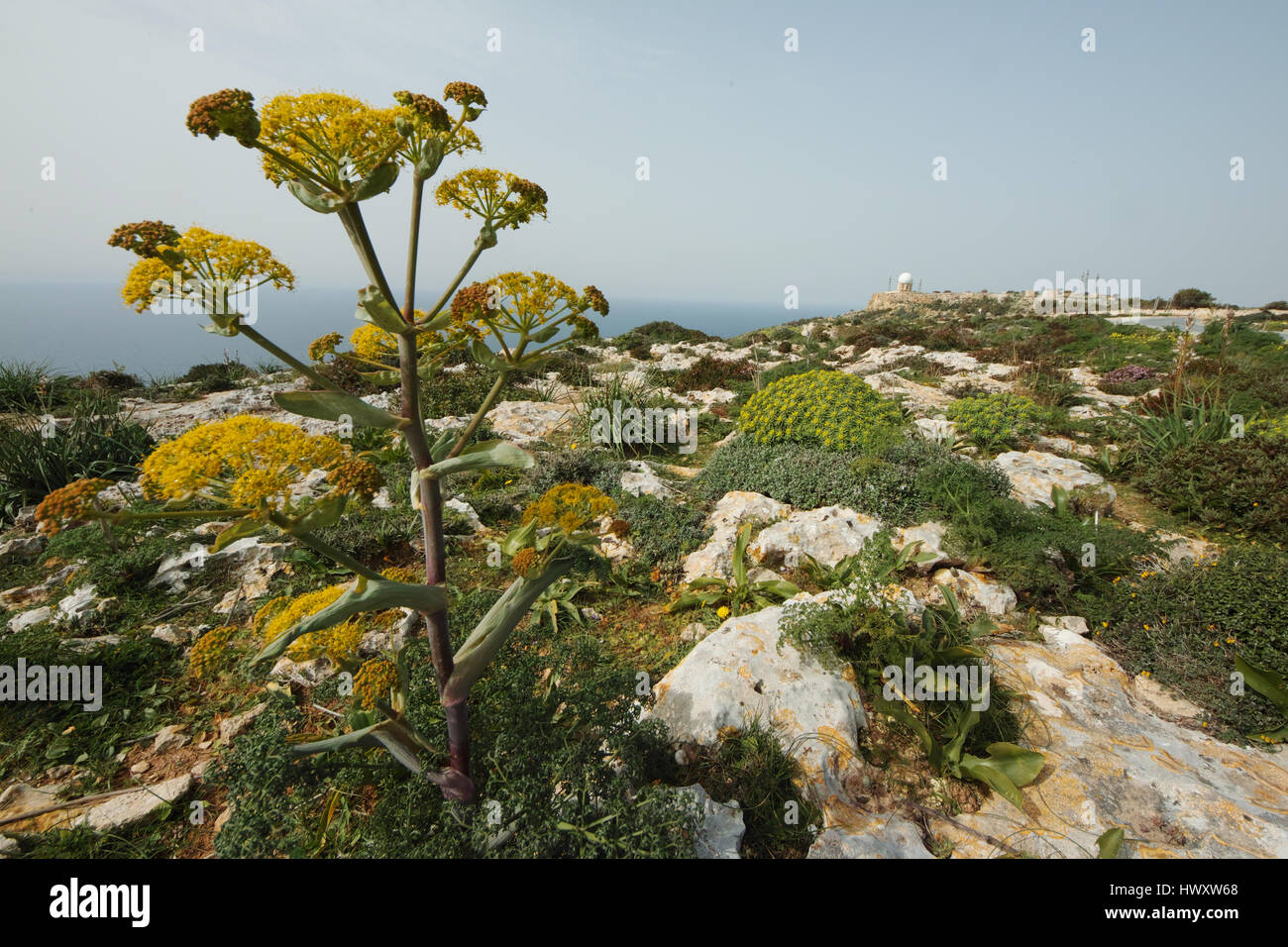 Fenouil géant - Ferula communis en Malte Dingli Banque D'Images