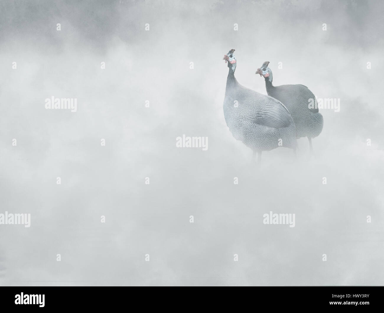 Pintade de Numidie (Numida meleagris) dans le brouillard, Banque D'Images