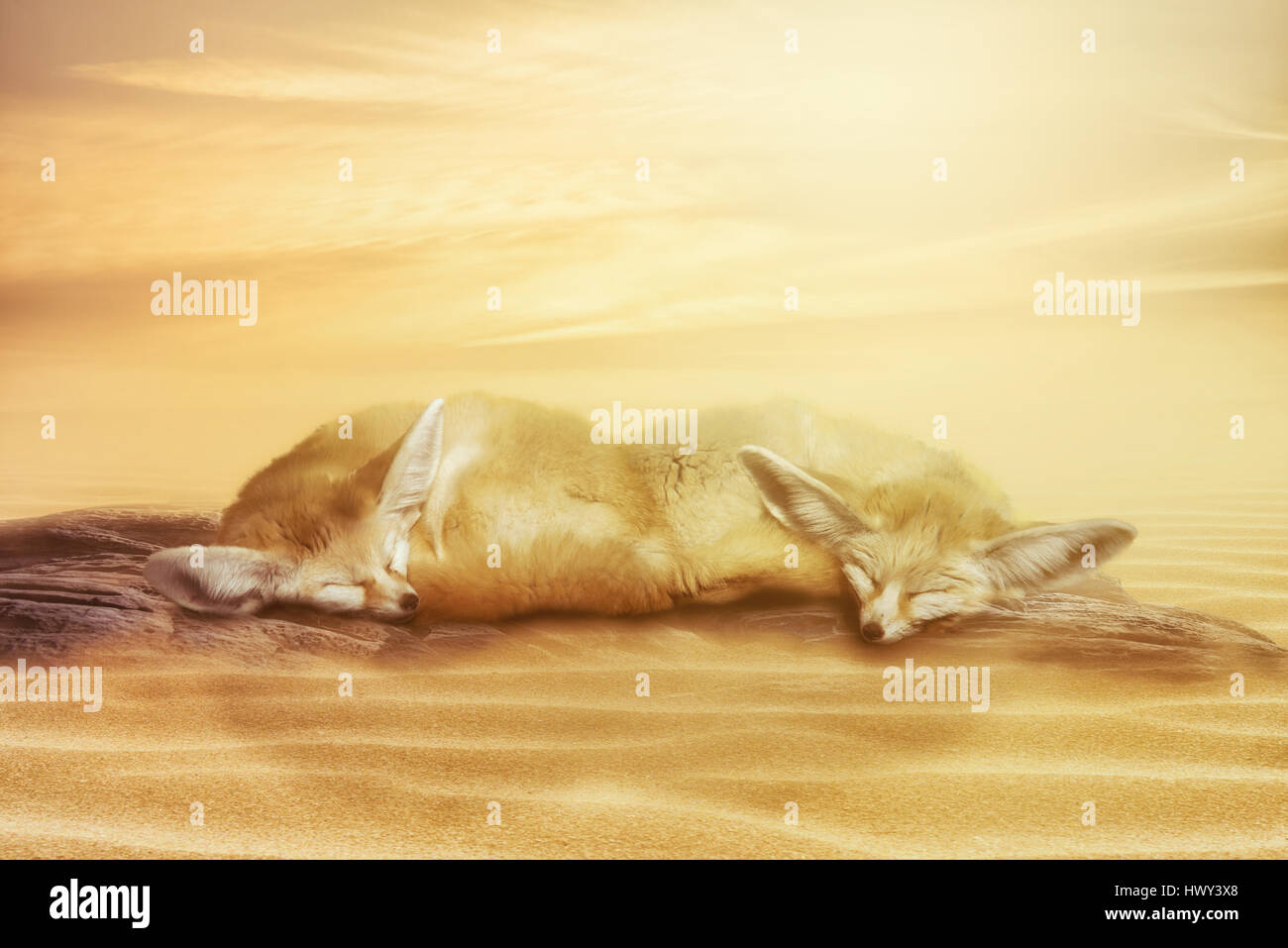 Close up sur le Fennec (Vulpes zerda) sur le sable Banque D'Images