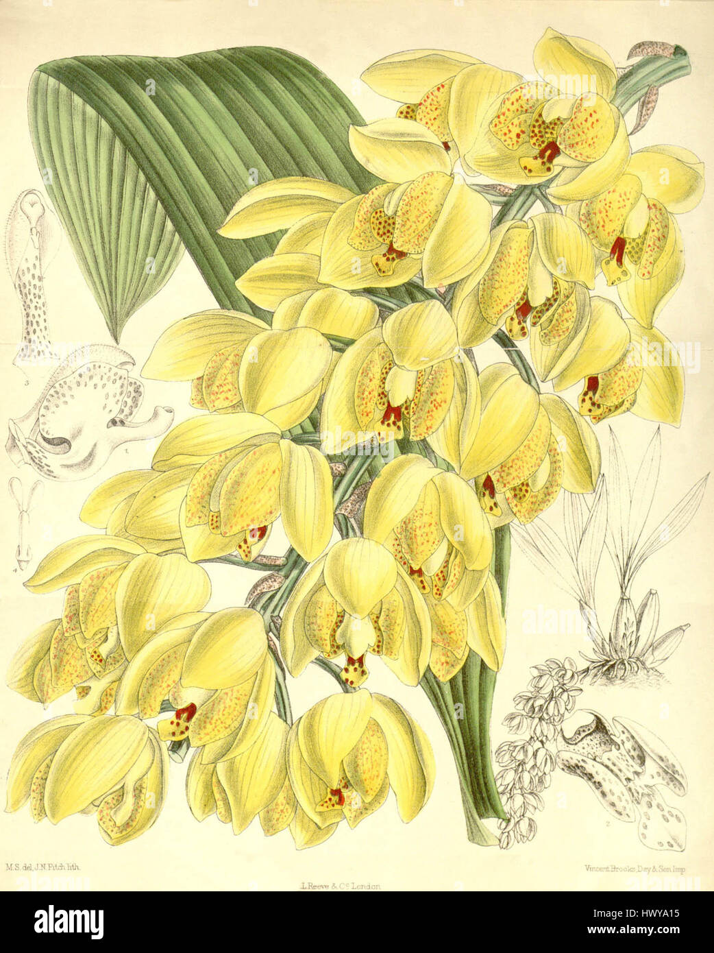 *Acineta densa* (Curtis' 116, Ser. 3 non. 46, pl. 7143) est une illustration botanique des années 1890, représentant cette espèce d'orchidée. Le dessin est noté pour sa précision scientifique et sa représentation artistique de la plante. Banque D'Images