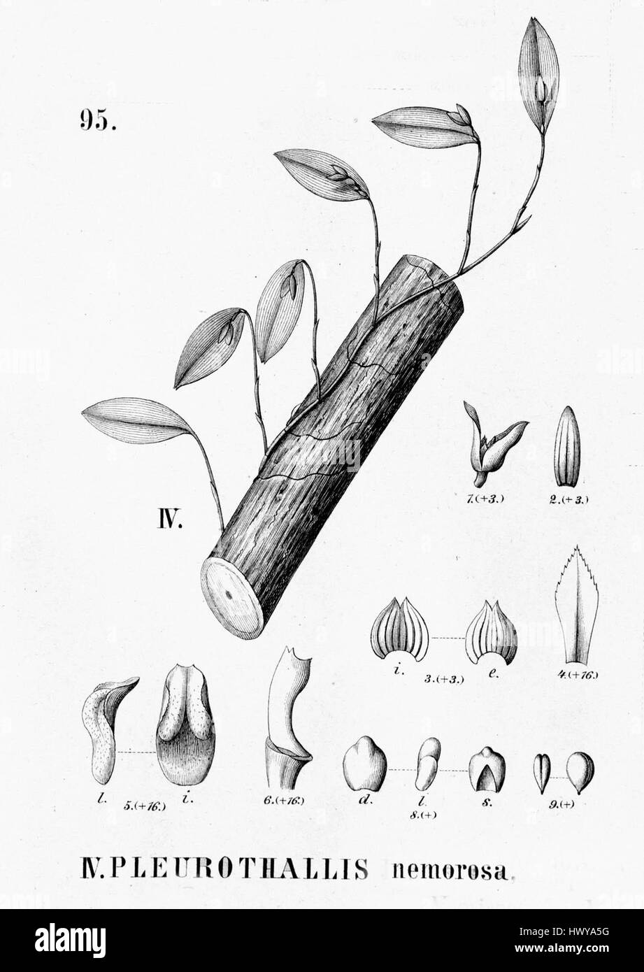 'Acianthera nemorosa' (anciennement connue sous le nom de Pleurothallis nemorosa) est une espèce d'orchidée que l'on trouve dans les régions tropicales d'Amérique du Sud. Connue pour ses petites fleurs délicates, cette espèce fait partie de la famille diversifiée des orchidées. L'image découpée de 'Flora brasiliensis' fournit une illustration botanique détaillée de la plante. Banque D'Images