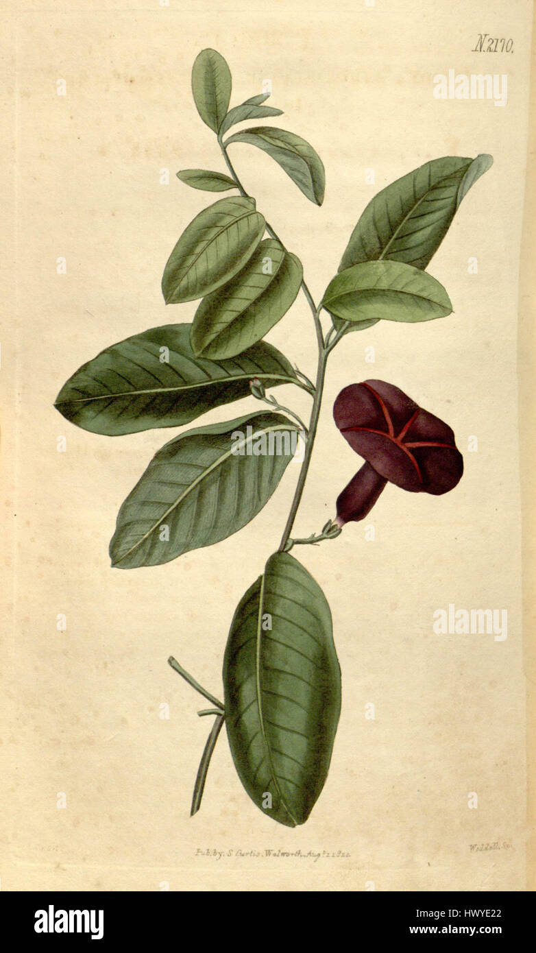 *Argyreia cuneata*, également connu sous le nom *Ipomoea atrosanguinea*, est une plante à fleurs décrite dans *Botanical Magazine* 47 (1820). Cette espèce est connue pour ses fleurs frappantes en forme de trompette, typiquement dans les tons de rouge ou de violet. L'illustration capture sa beauté délicate et met en évidence son importance botanique dans les études horticoles. Banque D'Images