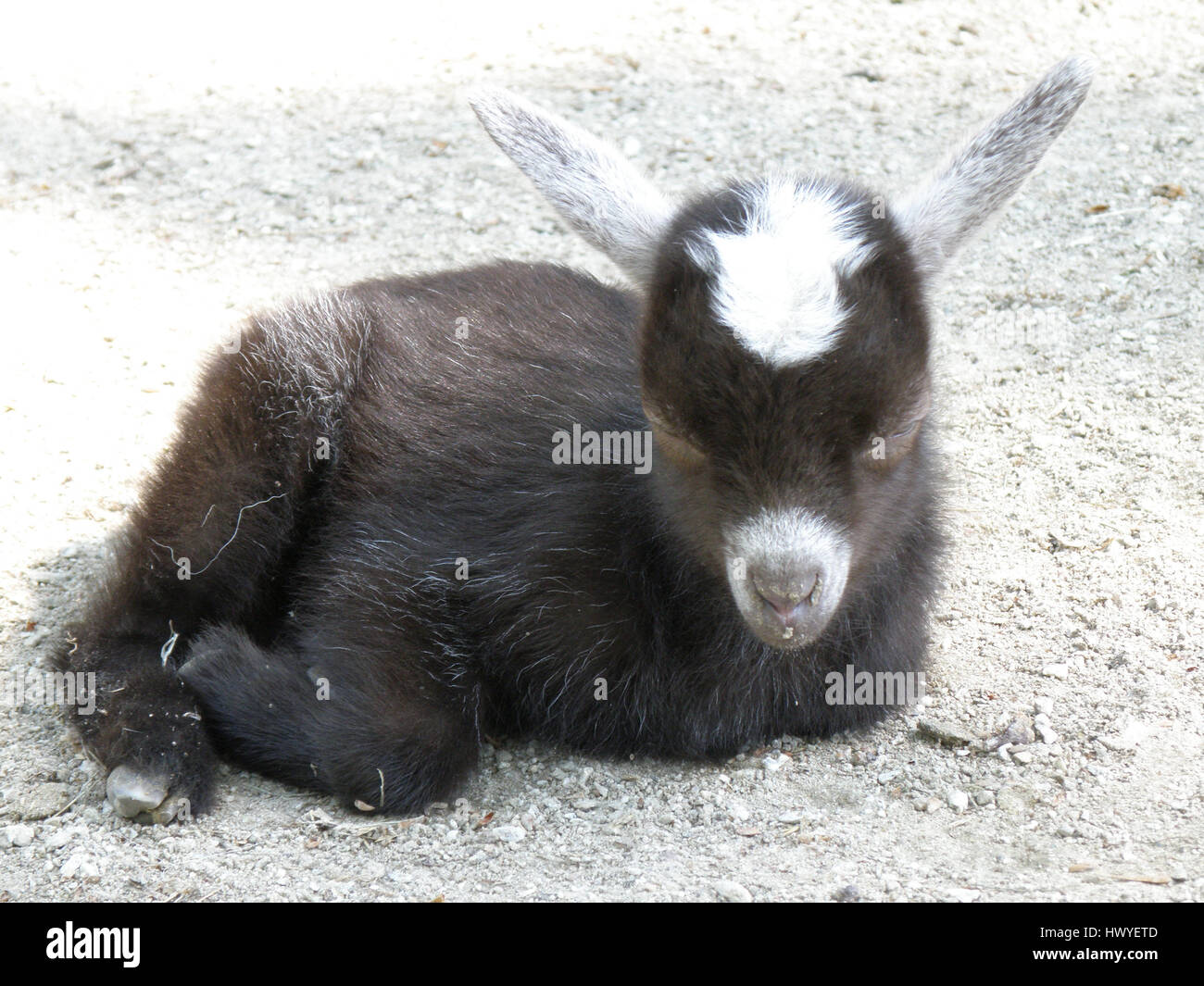 Adorable Bebe Recroqueville Chevre Dormir Dans La Chaleur Du Soleil Photo Stock Alamy