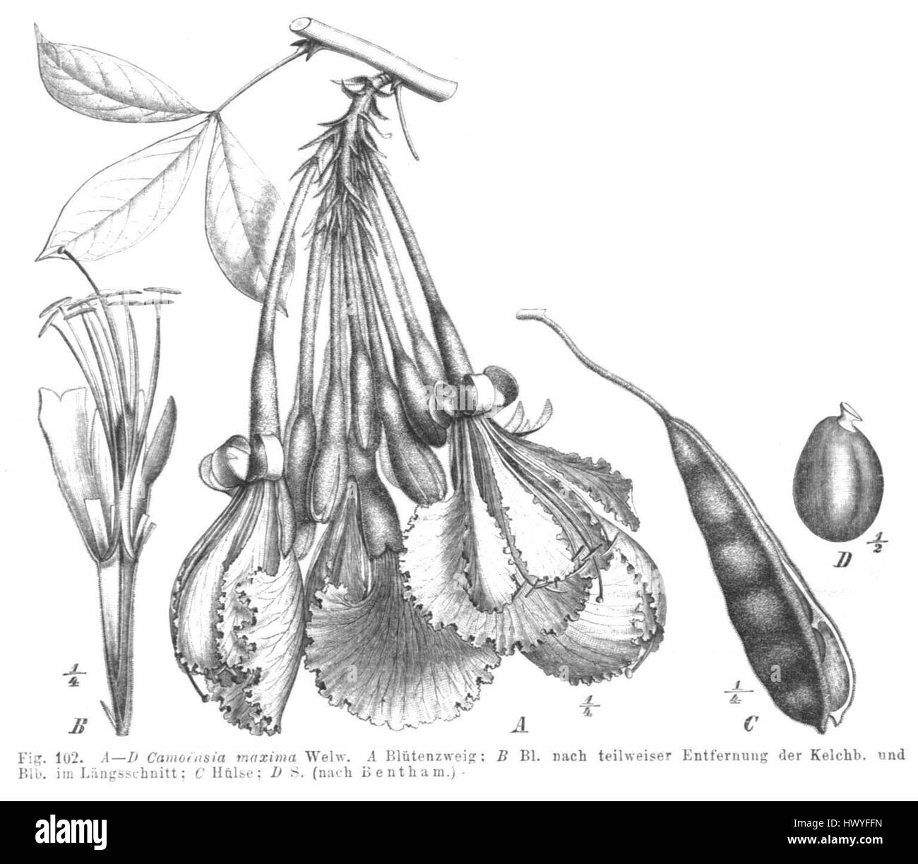 Camoensia scandens est une espèce de plante à fleurs de la famille des Bignoniaceae, connue pour ses vignes grimpantes et ses fleurs vibrantes. La plante est originaire des régions tropicales et peut être identifiée par sa structure florale et son feuillage distincts. Banque D'Images