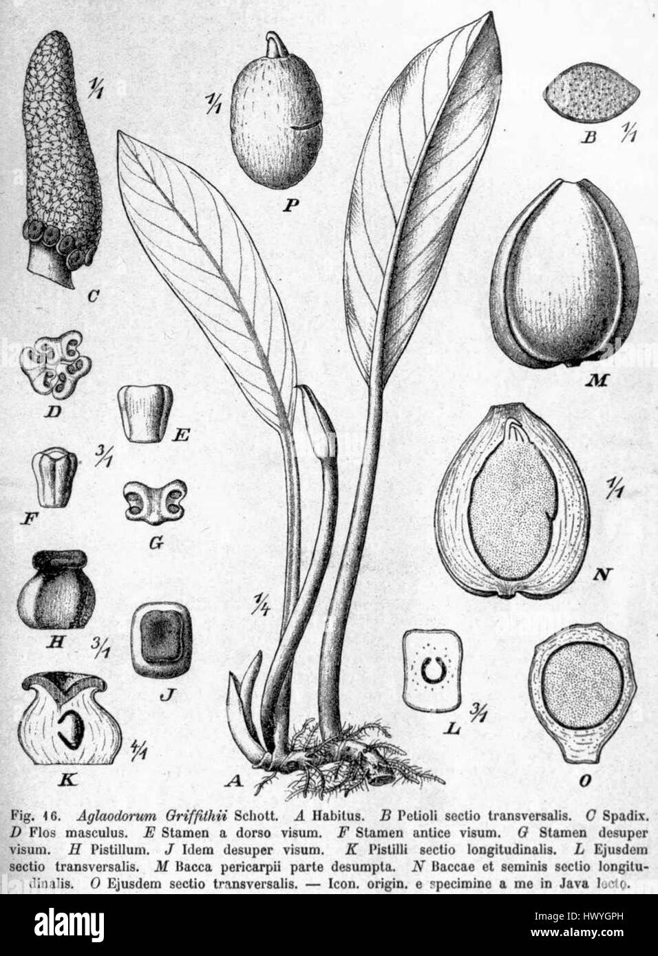 'Aglaodorum griffithi', illustré dans le 'Pflanzenreich' (Royaume végétal), est une espèce végétale rare connue pour ses caractéristiques distinctives. Cette illustration botanique fournit un aperçu précieux de la structure de la plante, contribuant à l'étude de la botanique et de la classification des plantes. Banque D'Images