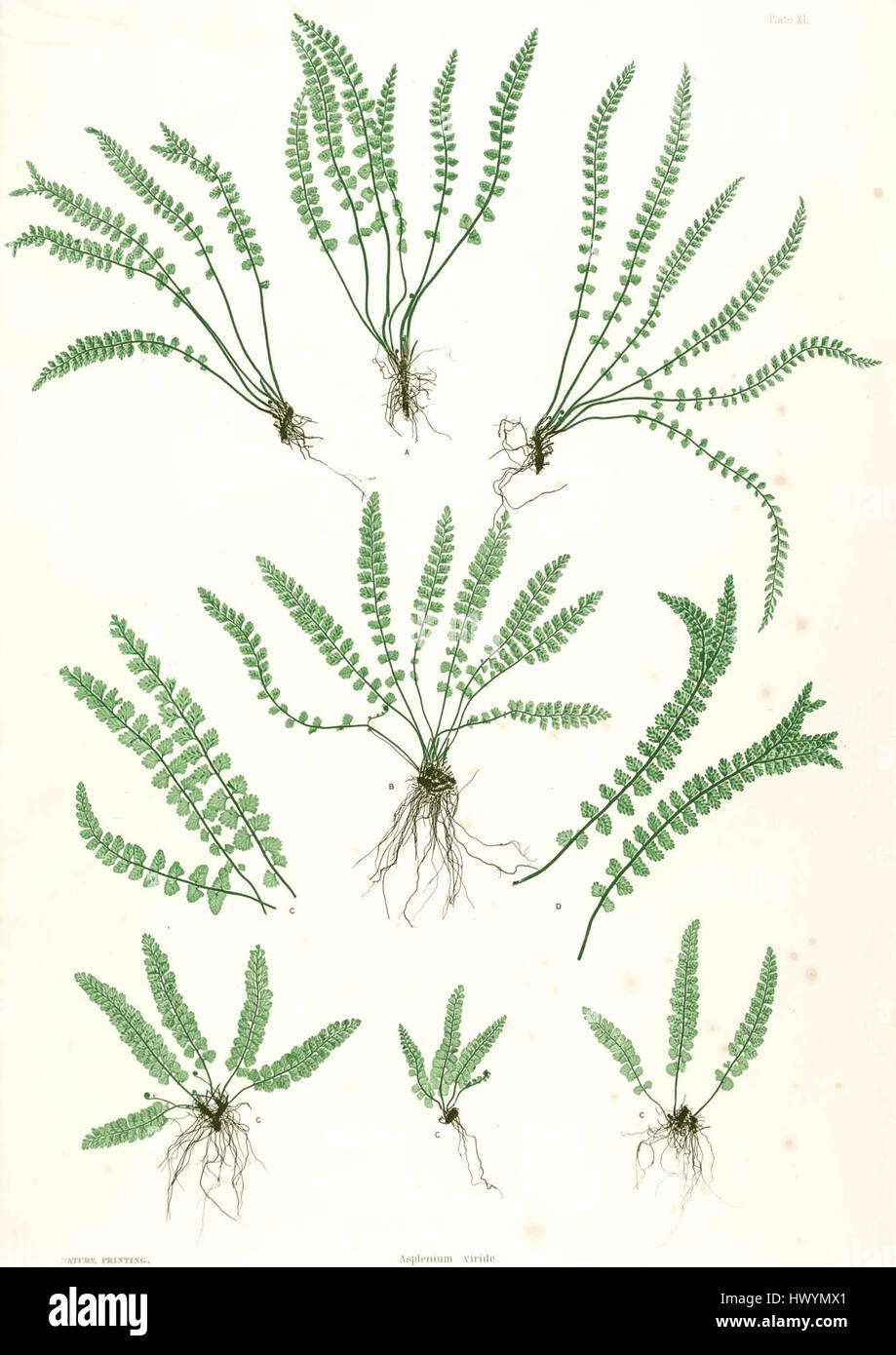 Asplenium viride Moore est une espèce de fougère connue pour son aspect unique. L'illustration botanique représente les frondes délicates de cette fougère, mettant en valeur sa beauté naturelle et sa structure foliaire complexe. Banque D'Images