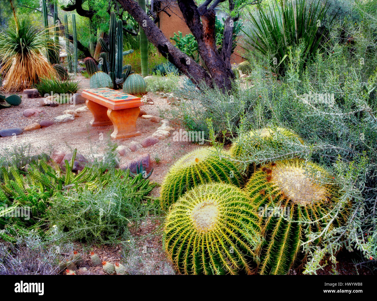 Jardin de cactus avec banc dans Tucson Botanical Gardens. Tucson. Arizona Banque D'Images