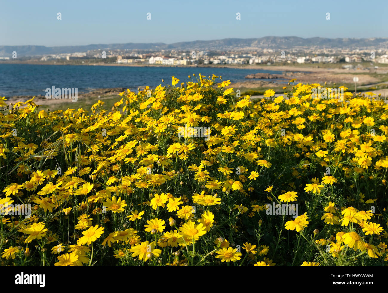 Un tapis de marguerites couronne jaune en pleine floraison sur le rivage à Kato Paphos, Paphos Chypre. Banque D'Images