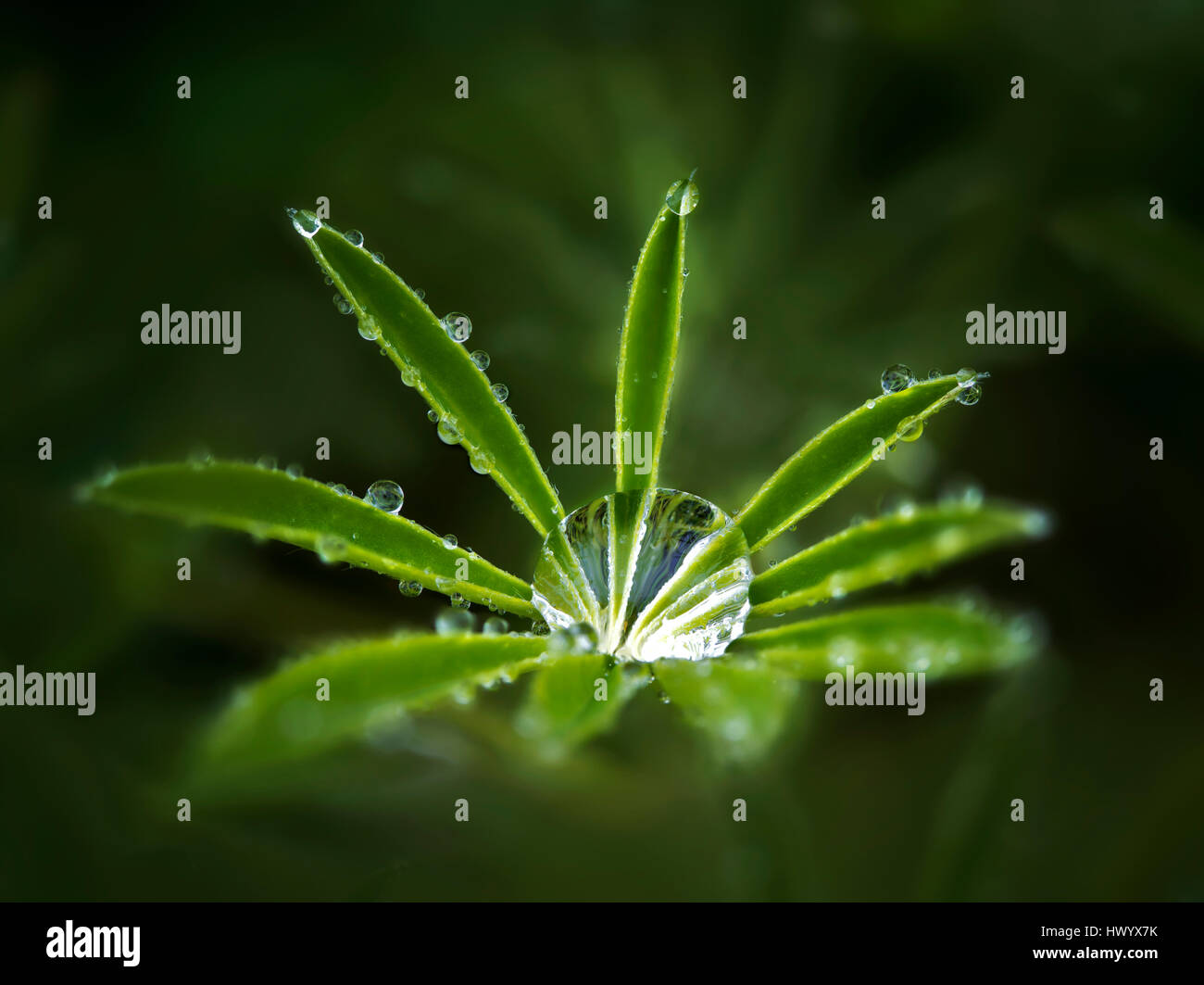 Feuilles de lupin après la pluie tempête. Le Connie Hansen Garden. Lincoln City, Oregon Banque D'Images